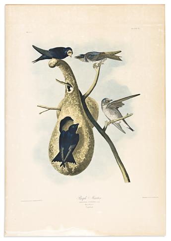AUDUBON, JOHN JAMES. Purple Martin. Plate 45. [and] Purple Grackle or Common Crow Blackbird. Plate 221.